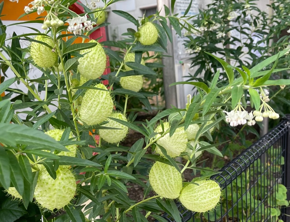 花コラム 第60回 鬼灯と風船唐綿 花が主役の座を奪われた 胡蝶蘭専門店プレミアムフラワー 公式 通販 販売 法人ギフト対応